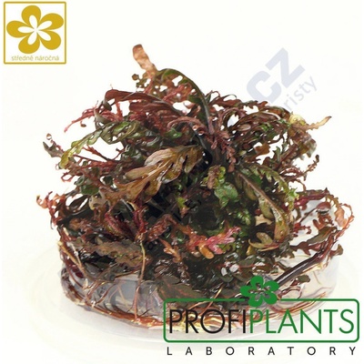 Hygrophila pinnatifida – Sleviste.cz