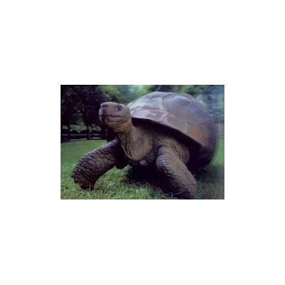 (B) 3D pohľadnica Tortoise