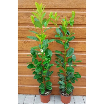 Vavrínovec lekársky (Prunus laurocerasus ´Obelisk´) veľkosť 70-100cm