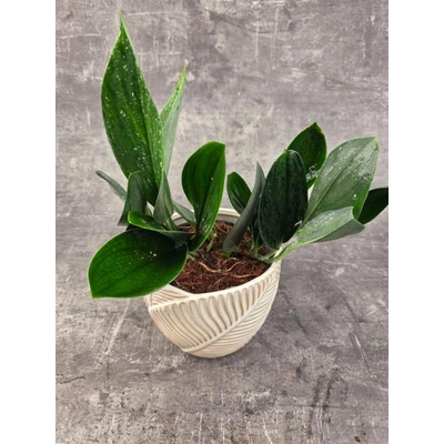 Scindapsus Treubii Dark Form 12 cm (Šplhavka s velmi tmavými listy)