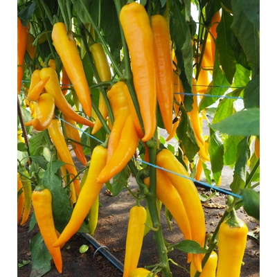 Paprika kozí/baraní roh Harvey - Casicum Annuum - semienka - 40 ks