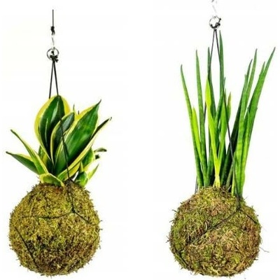 Gardners Set Kokedam Sansevieria (M) Sanseveria, Tchýnin jazyk, Tenura