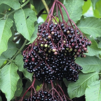 Bez černý BIO velkoplodý FloraSelf Bio Sambucus nigra 'Haschberg' květináč 2 l