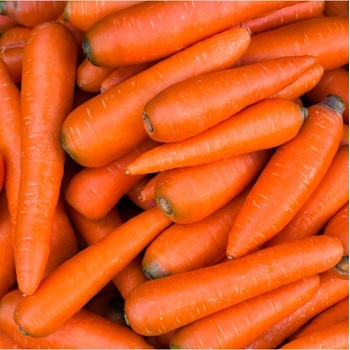 BIO Mrkva Robila - Daucus carota - predaj bio semien - 200 ks