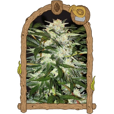 Exotic Seeds Monster Mash AUTO semena neobsahují THC 3 ks