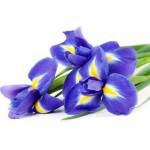 DIMEX ART Флизелинов фототапет ирис 375 x 250 см