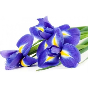 DIMEX ART Флизелинов фототапет ирис 375 x 250 см