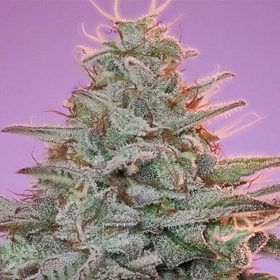Anesia Seeds Sinai semienka neobsahujú THC 10 ks