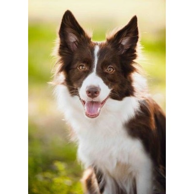 (B) 3D pohľadnica Border Collie