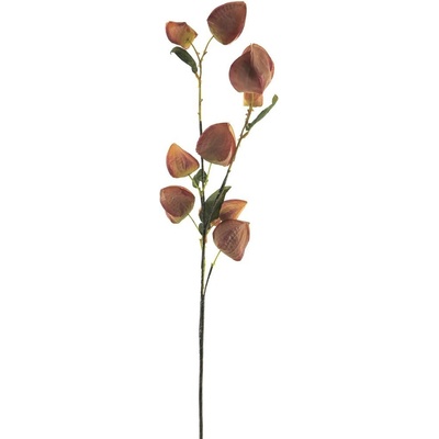 Mochyně - Physalis větev růžová V76 cm