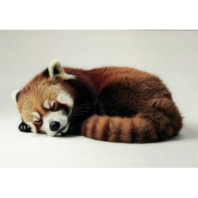 Pohlednice Panda červená – Zbozi.Blesk.cz