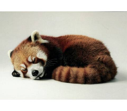 Pohlednice Panda červená