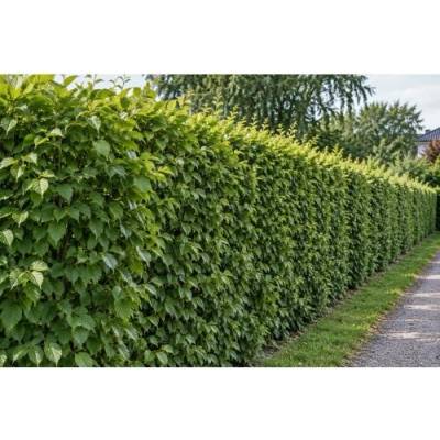 Hrab obyčajný (Carpinus betulus) - výška 190-220 cm, kont. C10L