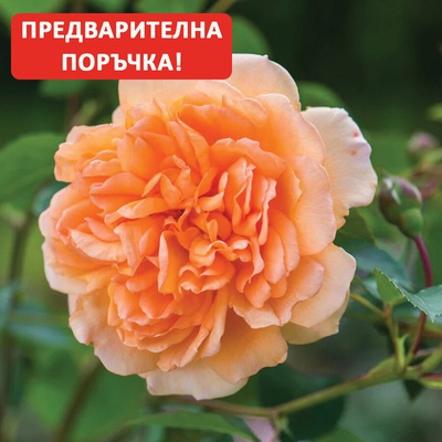 David Austin® Роза Dame Judi Dench® - David Austin®