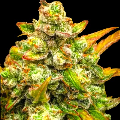 B-S-B Genetics Amnesia Haze Auto semienka neobsahujú THC 5 ks