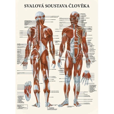 Vydavatelství Poznání Anatomický plakát - Svalová soustava člověka 47 x 63 cm | LA
