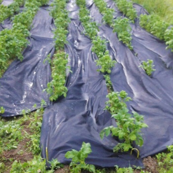 Gutta Zahradní textilie Agrotex 1,6 x 50 m 80 m2