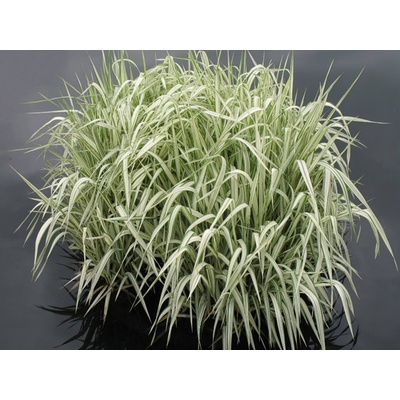 Glyceria maxima 'Variegata'
