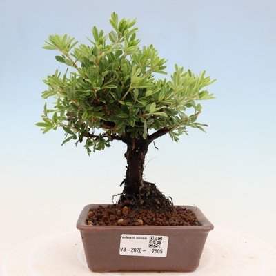 e-bonsai Venkovní bonsai-Mochna křovitá - potentila fruticosa