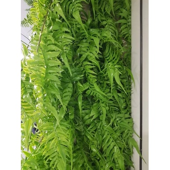 Image 1 of Висящи декоративни растения
