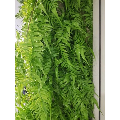 Висящи декоративни растения