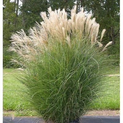 Miscanthus sinensis GRACILLIMUS - ozdobnice čínská