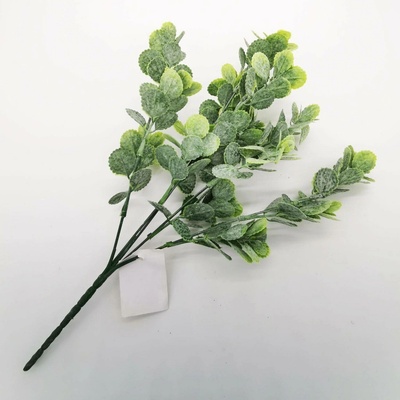 Eukalyptus omrzlý