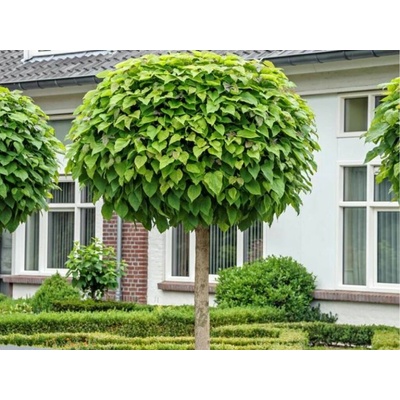 Katalpa bignóniovitá Nana na 90-110 cm kmienku, výška 120-150 cm, kvetináč 18 l