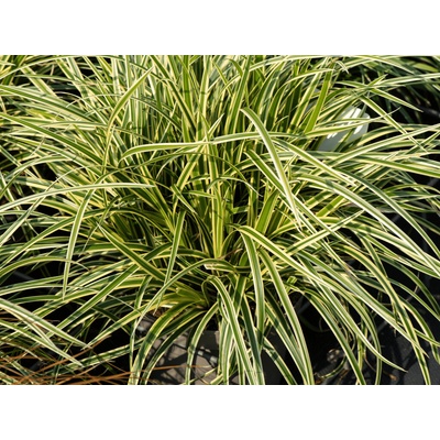 Ostrica japonská Vanilla Ice