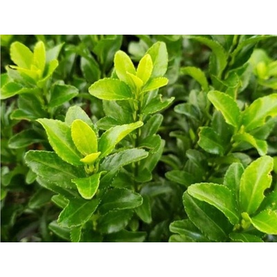 Bršlen japonský Green Spire, výška 10-20 cm, kvetináč 9 cm