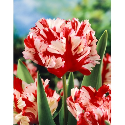 Tulipán 'Estella rijnveld' 5 ks