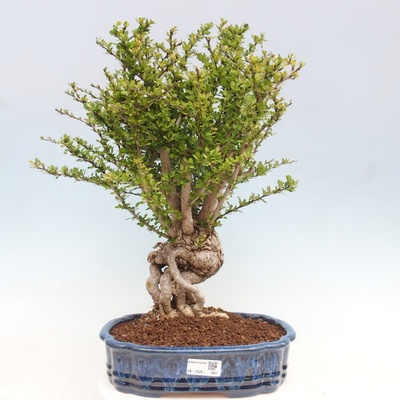 e-bonsai Venkovní bonsai - Berberis coreana - Dřištál korejský