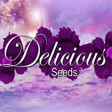 Delicious Seeds Cannabis Winners Mix #1 semena neobsahují THC 9 ks