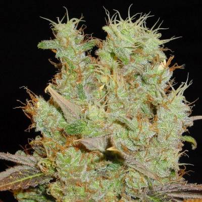 Soma Seeds Somango semena neobsahují THC 3 ks