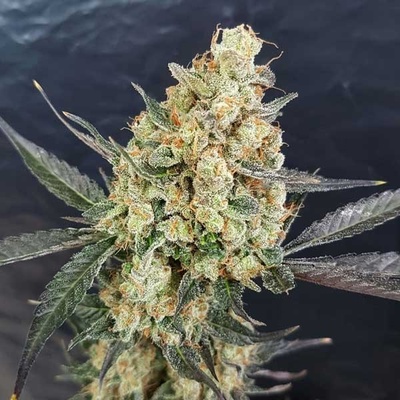 Freedom Of Seeds Doctor Kush semena neobsahují THC 3 ks