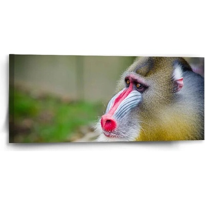 Sablio Obraz Mandril - 110x50 cm