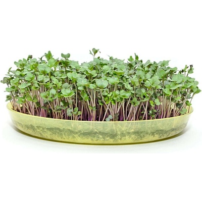 Toraf Microgreens semínka na klíčky Kadeřávek červený 10 g