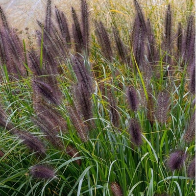 Pennisetum alopecuroides MOUDRY - dochan, vousatec