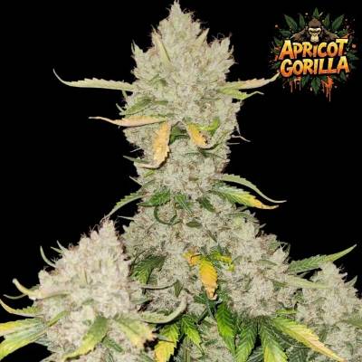 Ganja Farmer Apricot Gorilla Auto semienka neobsahujú THC 5 ks