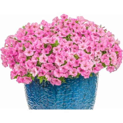 Petúnia Supertunia Vista Bubblegum