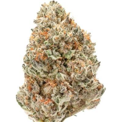 Growers Choice Watermelon Wedding Cake Double XL AUTO semena neobsahují THC 5 ks