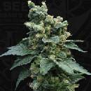 T.H. Seeds SAGE´N SOUR semena neobsahují THC 2 ks