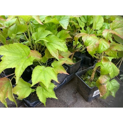 TSUGA Parthenocissus tricuspidata - Přísavník trojcípý