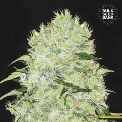 Bulk Seed Bank Bubblegum Extra semienka neobsahujú THC 100 ks