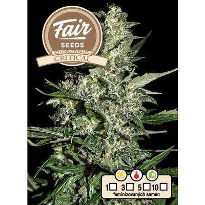 FAIR SEEDS Critical AUTO semienka neobsahujú THC 10 ks