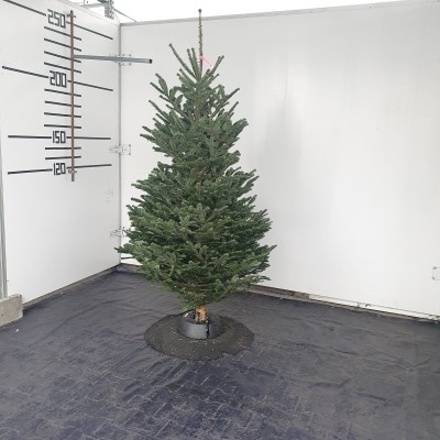 Živý vianočný stromček normandská jedľa 1.triedy zelený 200-225cm