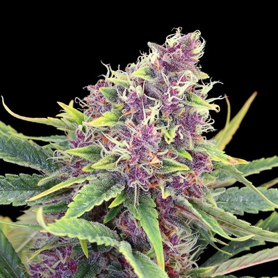 Kannabia Seeds Purple Kush semienka neobsahujú THC 100 ks