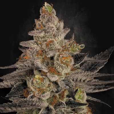 Paradise Seeds Chocolate Wafflez semena neobsahují THC 3 ks