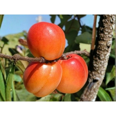 Marhuľa Cafona na 90-100 cm kmienku, výška 150-180 cm, kvetináč 10 l