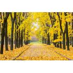 DIMEX ART Флизелинов фототапет есенен парк 375 x 250 см